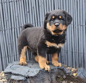 Top quality rottweiler puppies