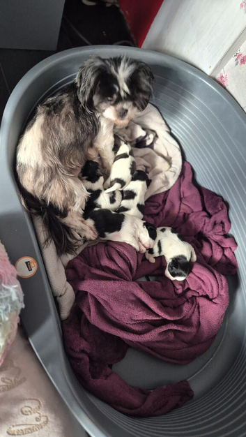Shih Tzu only 1 Boy left ( Freddie )