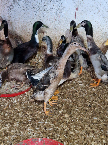 Lovely selection of drakes