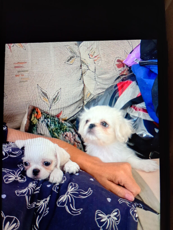 4 beautiful pugzu puppies