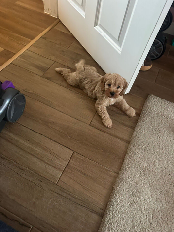F1b Cockapoo