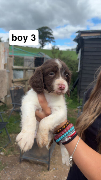 english springer spaniel puppies for sale