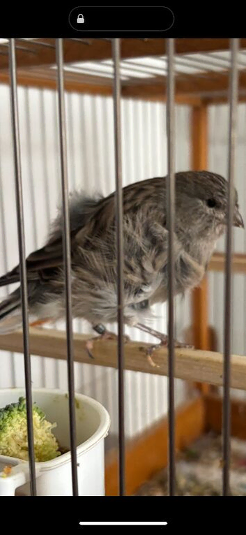 Dutch frill canary
