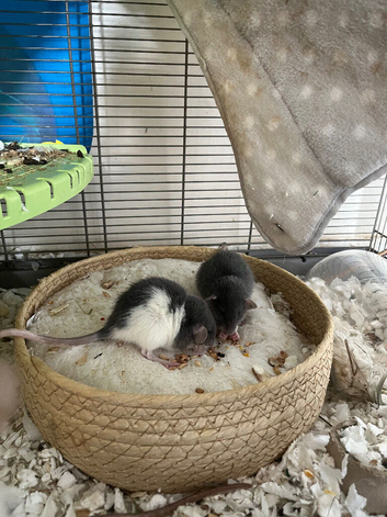 male rats for sale