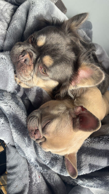 Frenchie Puppies