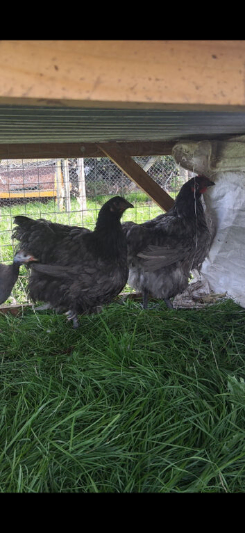 LF Blue Orpington