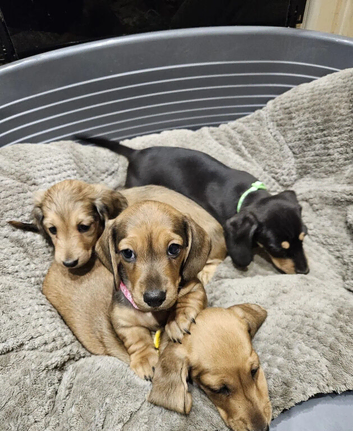 ADORABLE MINIATURE DACHSHUND PUPPIES