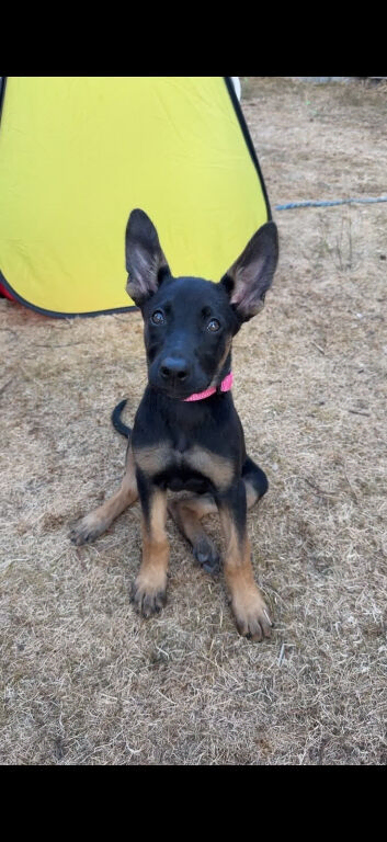 10 week old BRN registered female