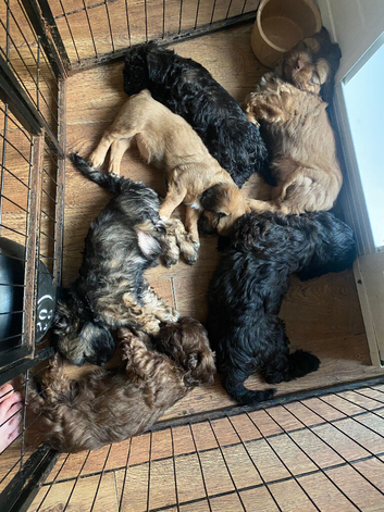 Puppies for sale