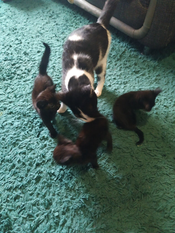3 kittens available to rehome