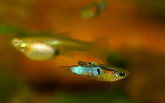 Japan Blue Endler Guppies &ndash; Males, Females & Fry Available &ndash; Collection Only