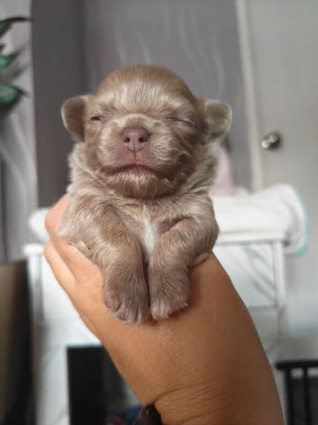 Chihuahua puppies