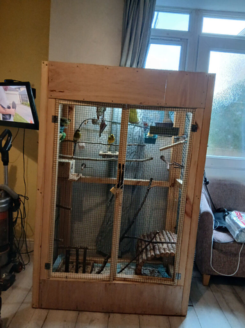 4 beautiful canaries in indoor avery