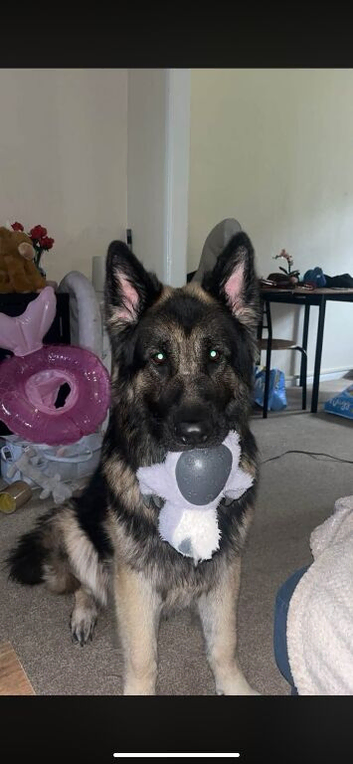 german shepherd