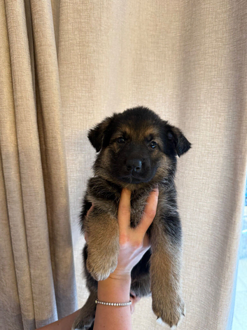 GSD PUPPIES