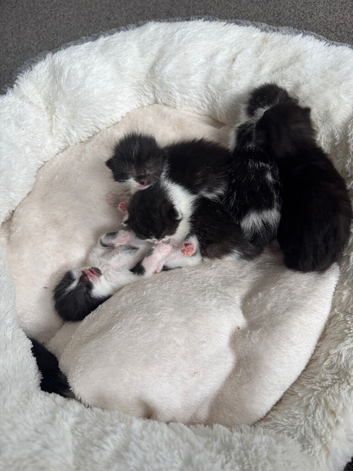 Kittens