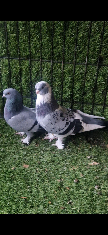 Kurdish pigeon