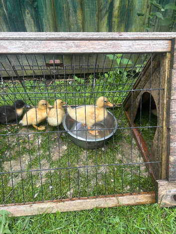 Call Ducklings