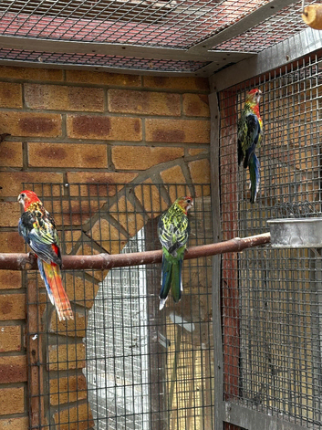Gorgeous young Rosellas