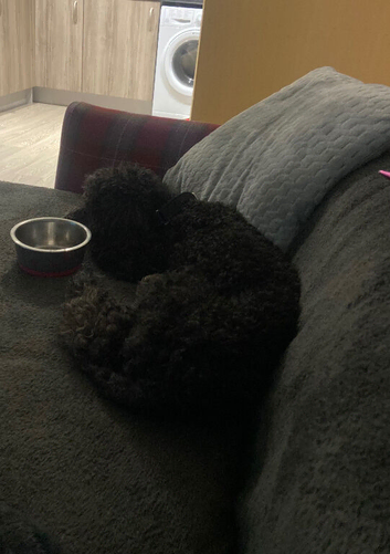 ️ Beautiful 5-Year-Old Miniature Poodle Looking for Her Forever Home ️
