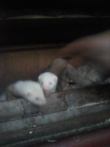 Young ferrets for sale