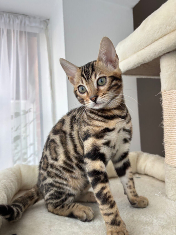 Gorgeous! One of the Kind Bengal Baby!