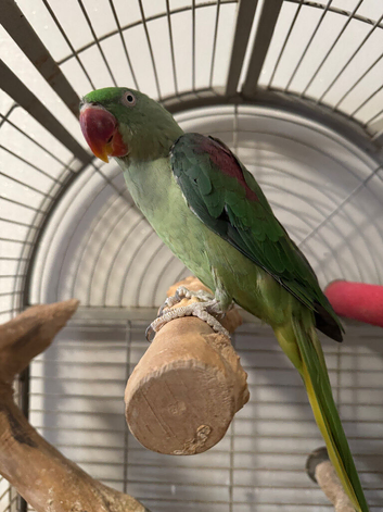 6 years old  Alexander parrot