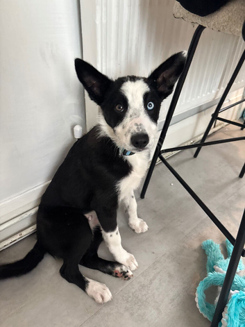 Border collie puppy