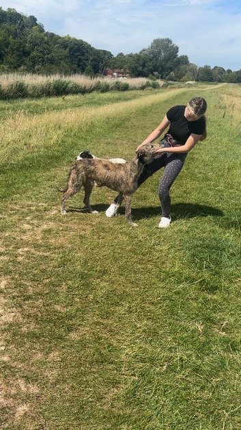Deerhound cross ball greyhound?