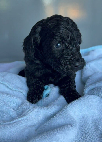 Beautiful Cockapoo Girl Looking for Her Forever Home