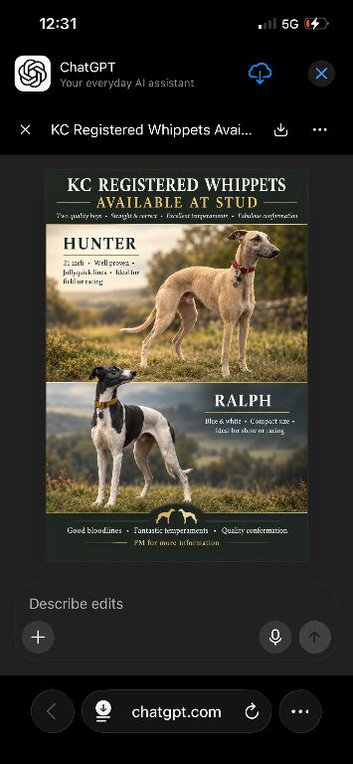 Kc proven whippets