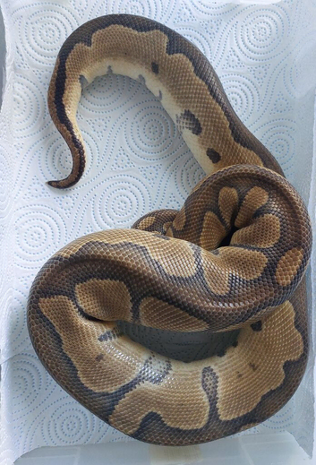 Clown Royal Python