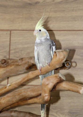 Baby Cockatiels all colours available,24