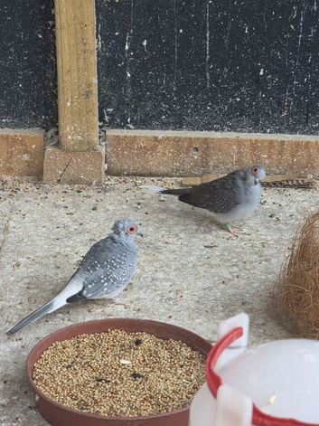Diamond dove