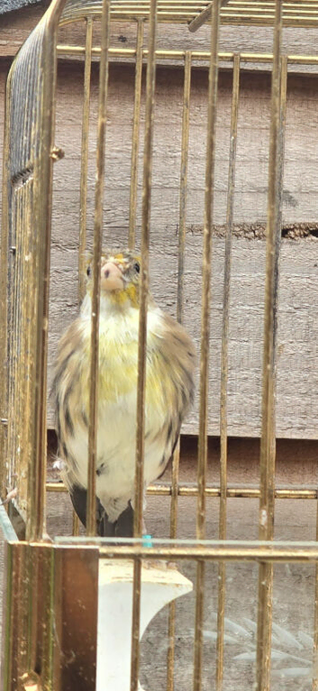 Goldfinch mule