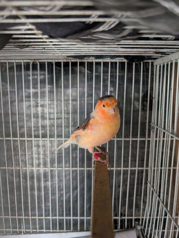 Cock canary