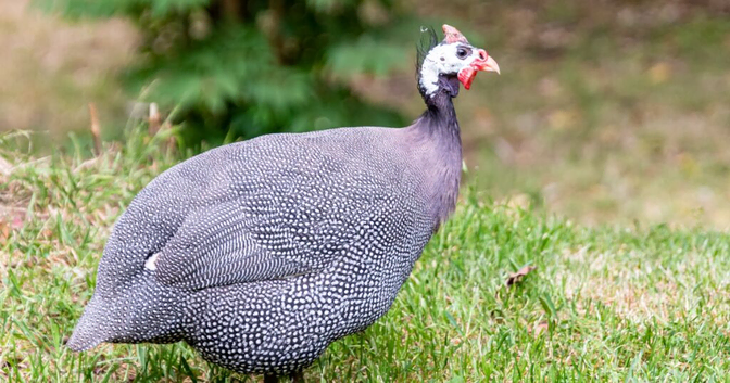 Guinea fowl hatching eggs