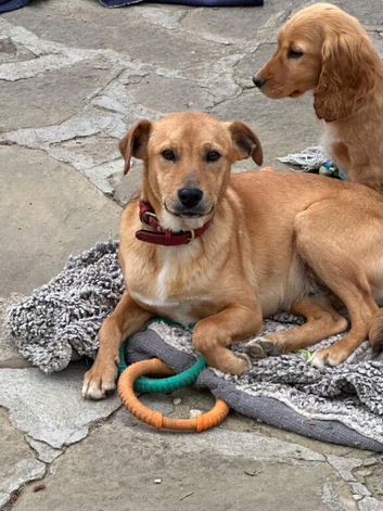 Chase boy waits for his family 9 months old. A shy boy, but loving and friendly with all dogs