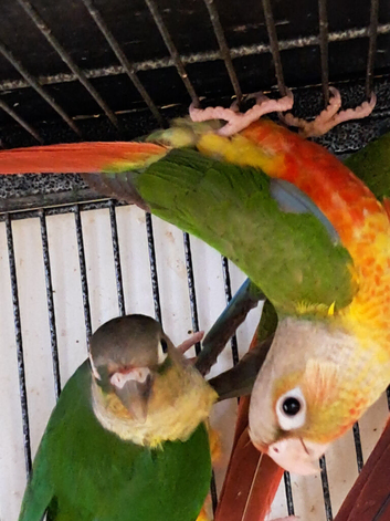 Baby Conures