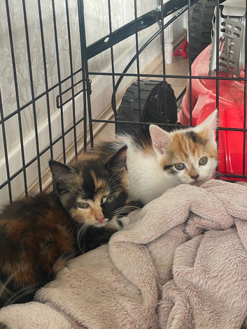 Ready now! 3 kittens for sale.