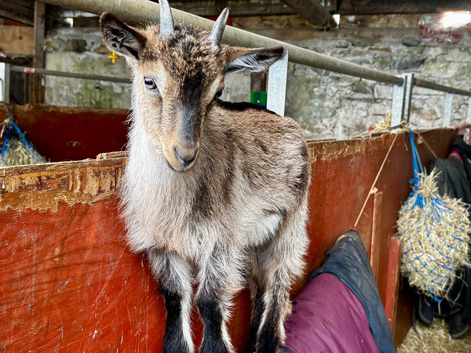 Gorgeous old English whethers