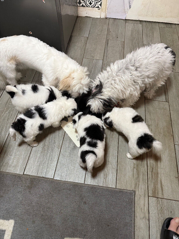 Bichon Maltese