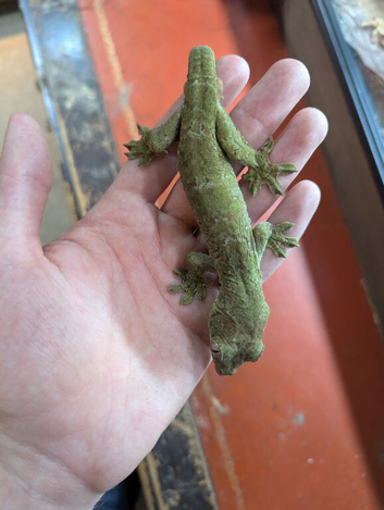 Chahoua Gecko male
