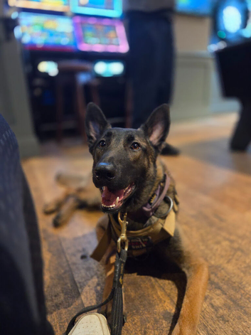 Belgian Malinois Stud Available