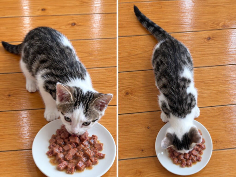 Kittens ready now