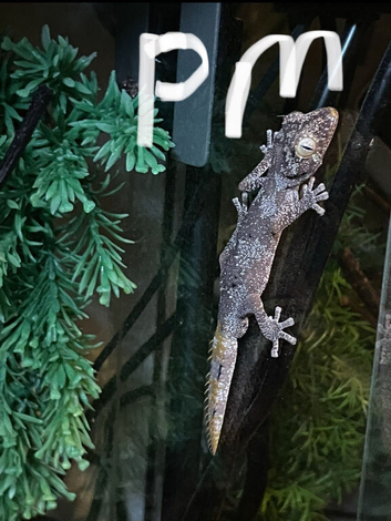 Northern spiny tail geckos (strophurus ciliaris).