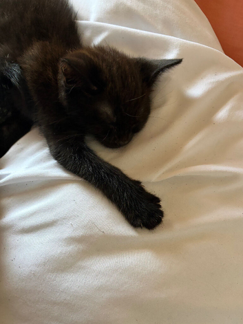 Kittens for sale