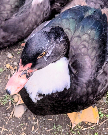 Ducklings
