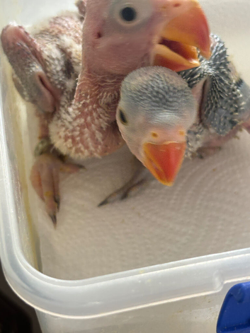 Yellow crown Amazon and Indian ring neck