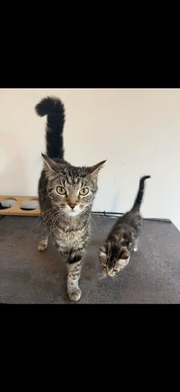 1 year and 2 months - Beautiful Tabby female cat